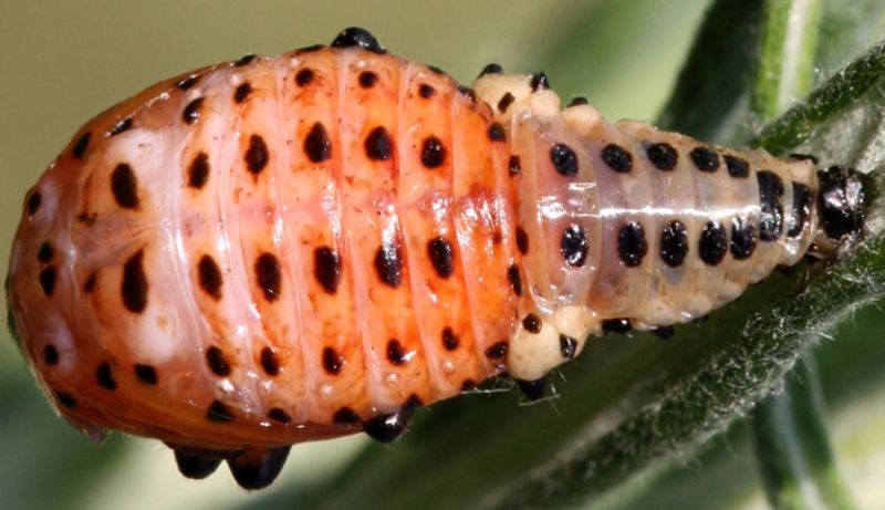 Chrysomela populi